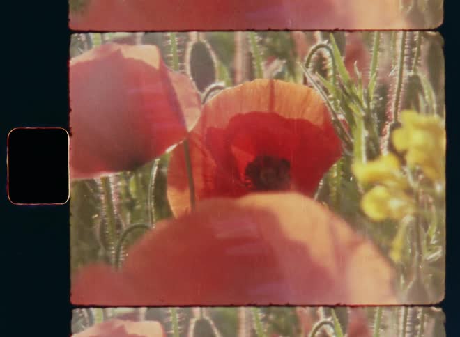 8mm macro shot of a close-up bunch of wild poppies with red and orange flowers as the petals glow in the sunlight and sway and move gently in the wind or breeze in a beautiful dance as they stand amidst a vibrant array of other plants