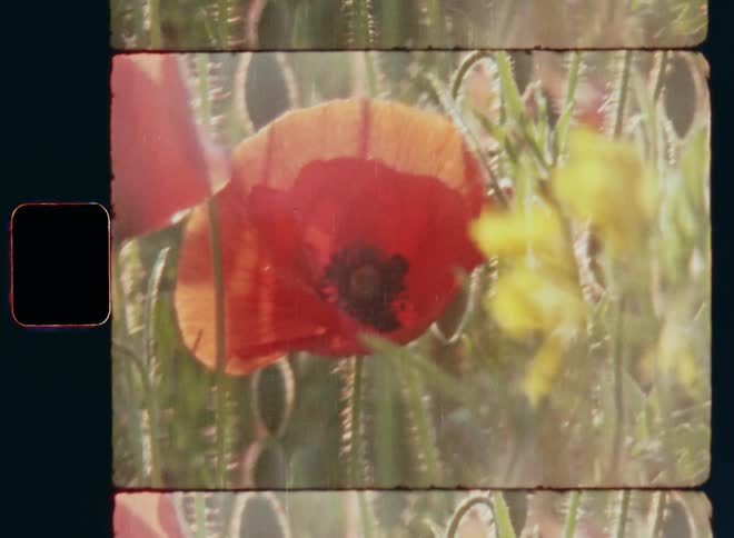Gentle winds or breezes sway and move the red and yellow flowers of a colourful field of vibrant wildflowers creating a biosphere providing great habitat for insects such as bees and other pollinators on 8mm with vintage lens flare