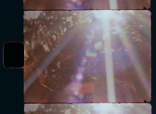 Panning Super 8mm film closeup with horizontal camera movement of flowering vibrant red poppy flowers and plants in bright direct sun light in a field of wildflowers on the rural countryside