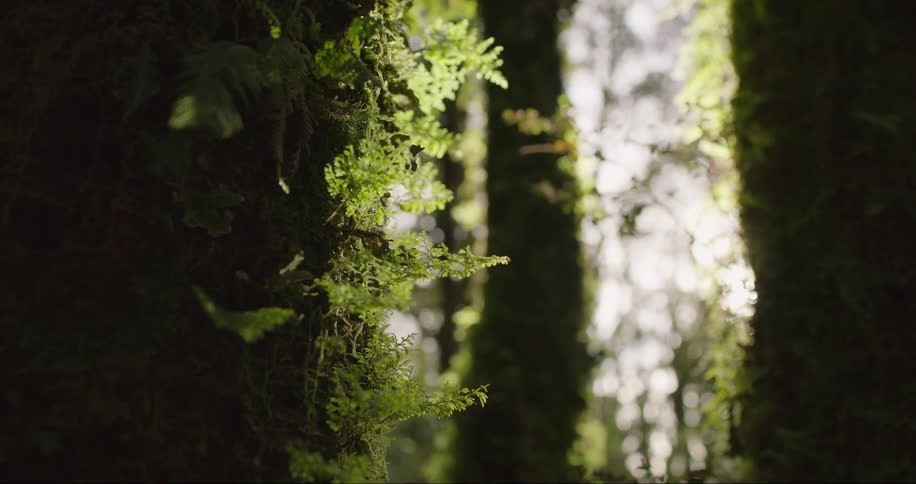 A forest of trees with many moss around their stems