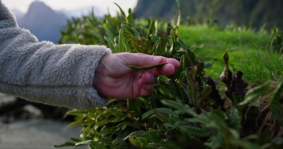 An adult is touching a green hedge plant with mountains in the background