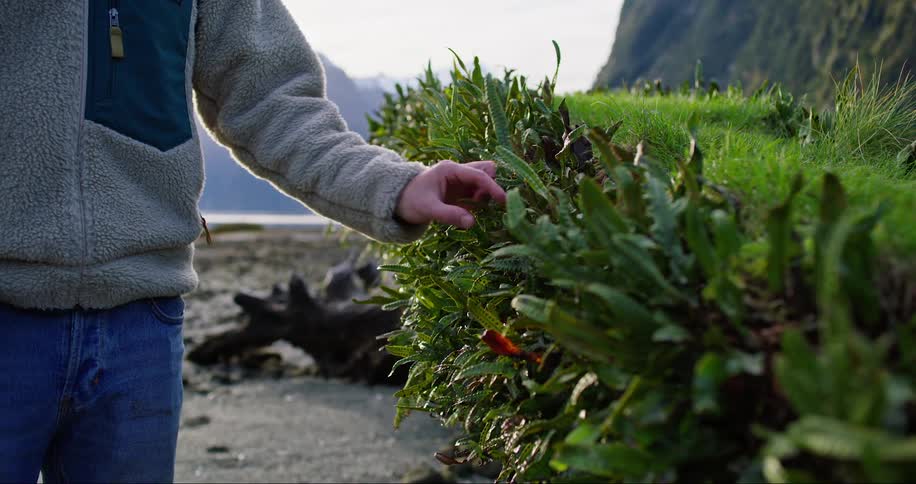 Man carrying a portable notebook and analyzing a plant in a natural location