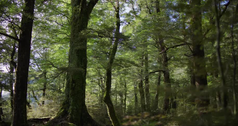 A forest of large trees with thick stems