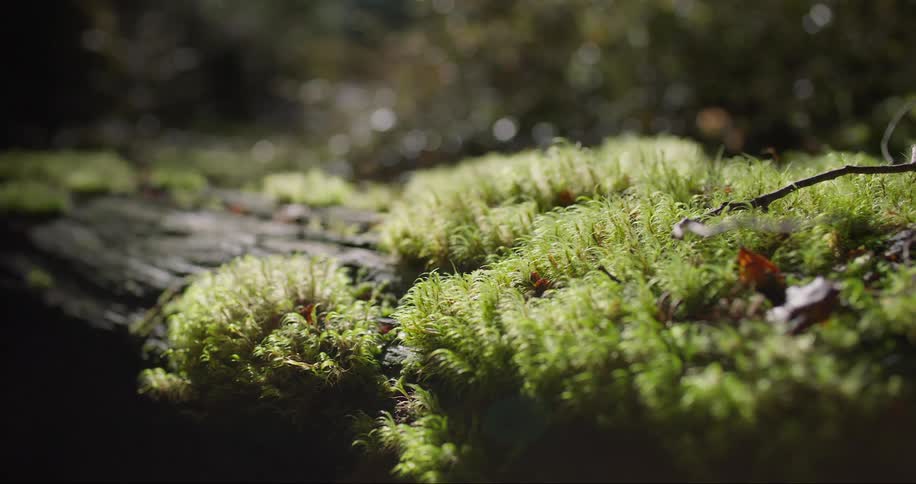 A grassland covered in small grasses