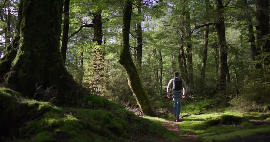 A hiker walking down a path through a sunlit forest