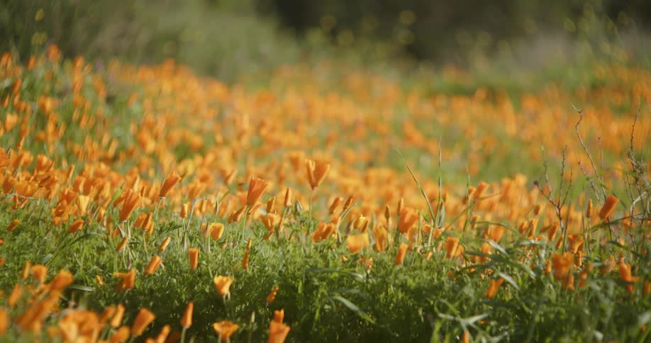 Yellow flowers on a grass field at daytime