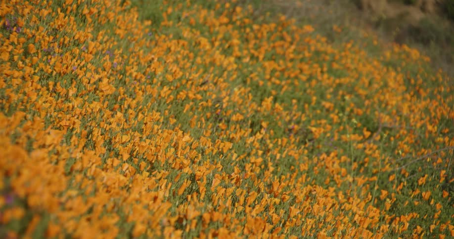 Yellow flowers in the midst of green plants