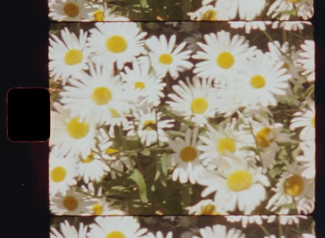 White daisies or flowers with yellow pistils and bright petals growing or standing in a garden during the day as they are moving or swaying in the wind or breeze while the whole ground is covered due to the abundance of plants
