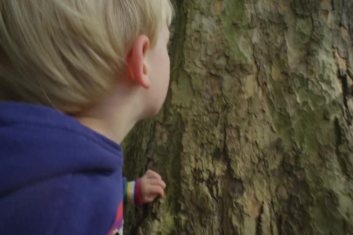 Young blonde boy exploring a tree trunk outdoors during day time
