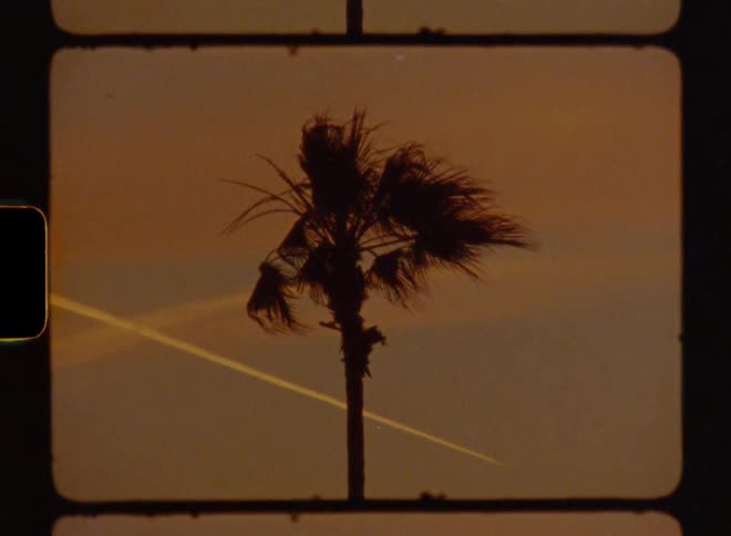 Coconut tree during dusk or dawn with an airplane passing by in the background