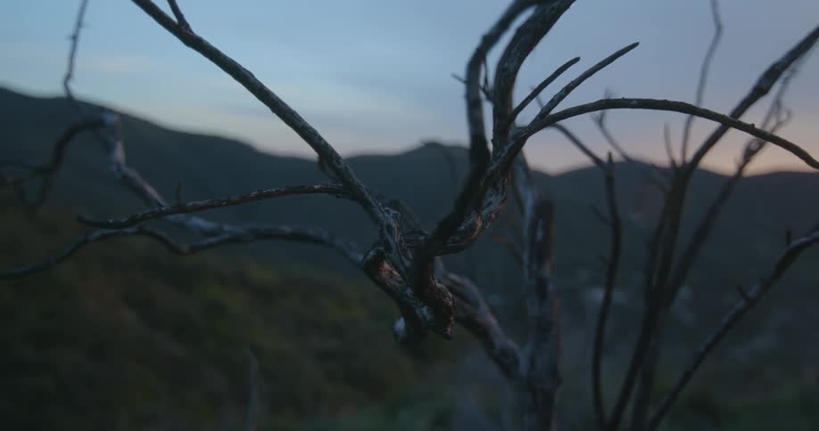 A dry tree in the mountain landscape at sunset