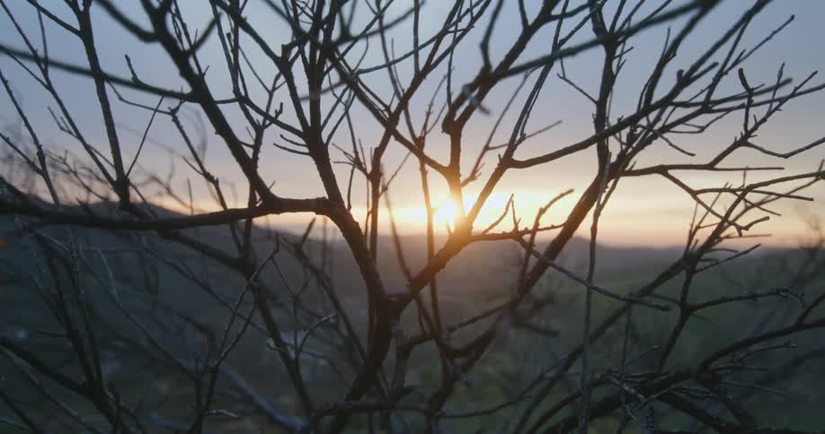 Closeup of dry tree branches with the sunrise of the sun on the horizon in the background