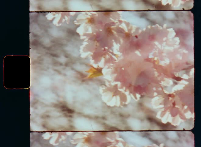 Handheld dynamic film footage of tree or bush branch with white and pink blooming flowers outdoors during day time as the sun shines into the vintage camera causing lens flare and glare