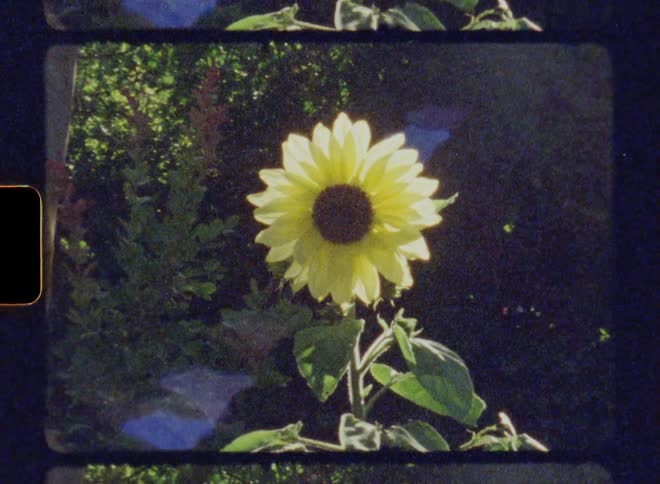 The tall sunflower blows in the wind