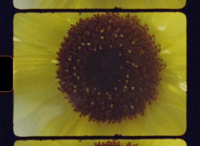 The yellow sunflower is covered in sunlight