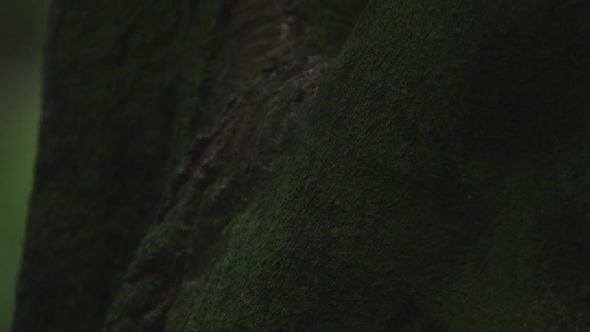 Close up of a tree trunk covered in green moss