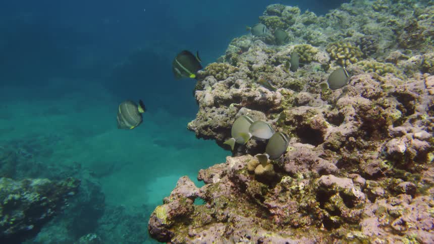 Fish swimming underwater