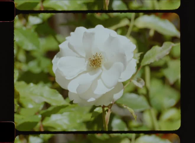 A flower with white petals in a field of green plants moving in the wind