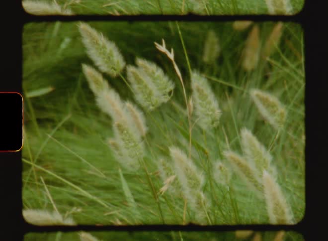 Plants swaying in the wind on a cloudy day