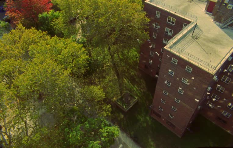 A flock of birds flies off of the roof of a New York City apartment building