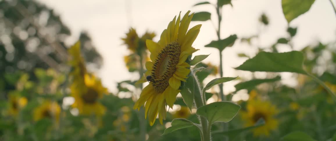 A bumblebee is pollinating on a sunflower