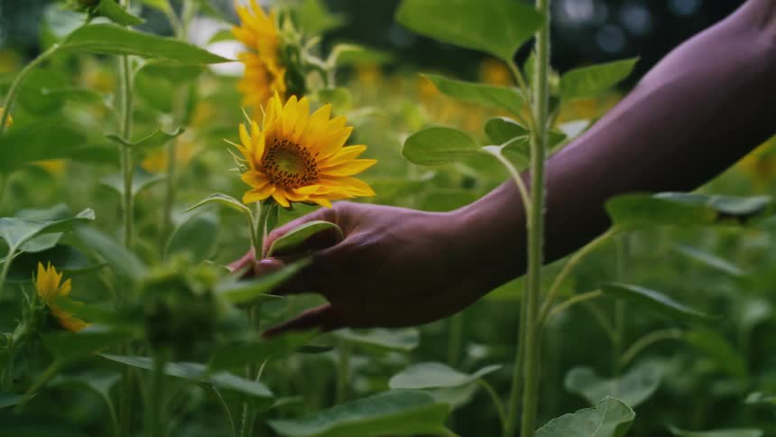 A human hand picking up the stem of a yellow field flower
