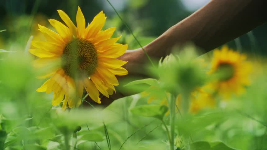 Hand touching the sunflower on a cloudy day