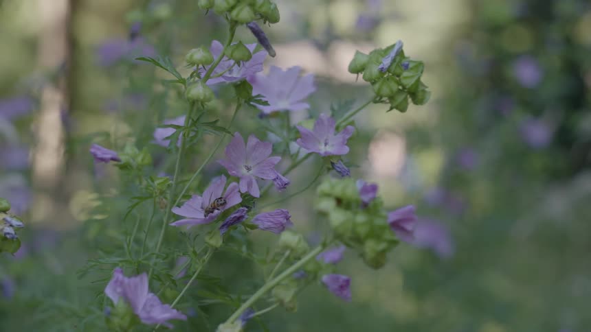 Close up of purple flowers with a bee walking on them outdoors during day time