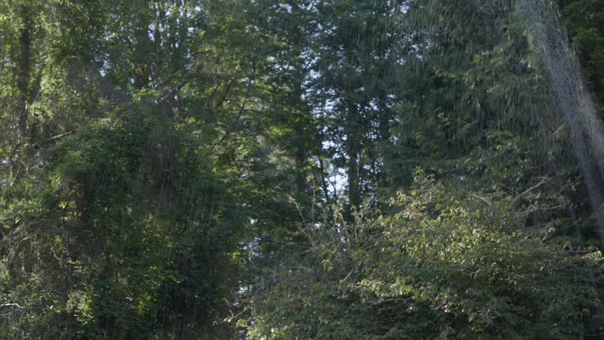 Tall trees in a forest with a water sprinkler spraying around during the sunny day