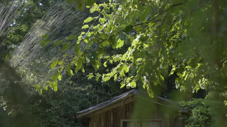 Tree being watered in an outdoor environment with a wooden house in the background
