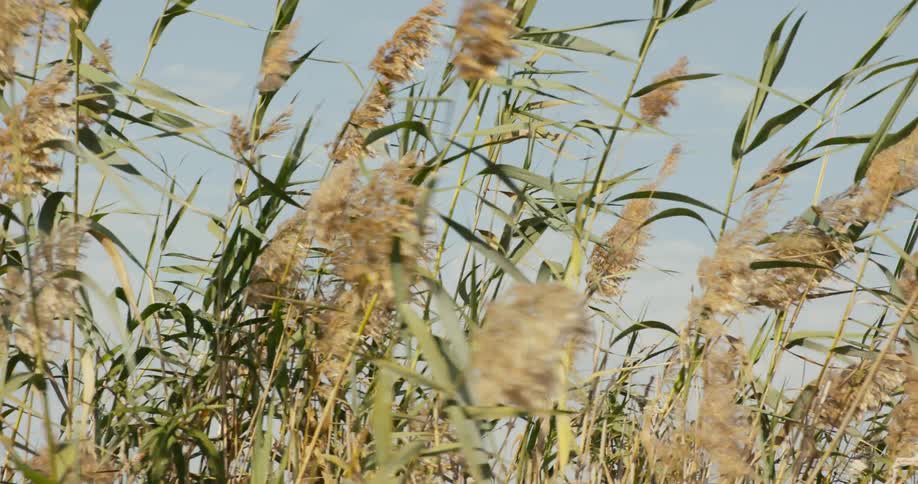 A fringe of reeds swaying in the wind