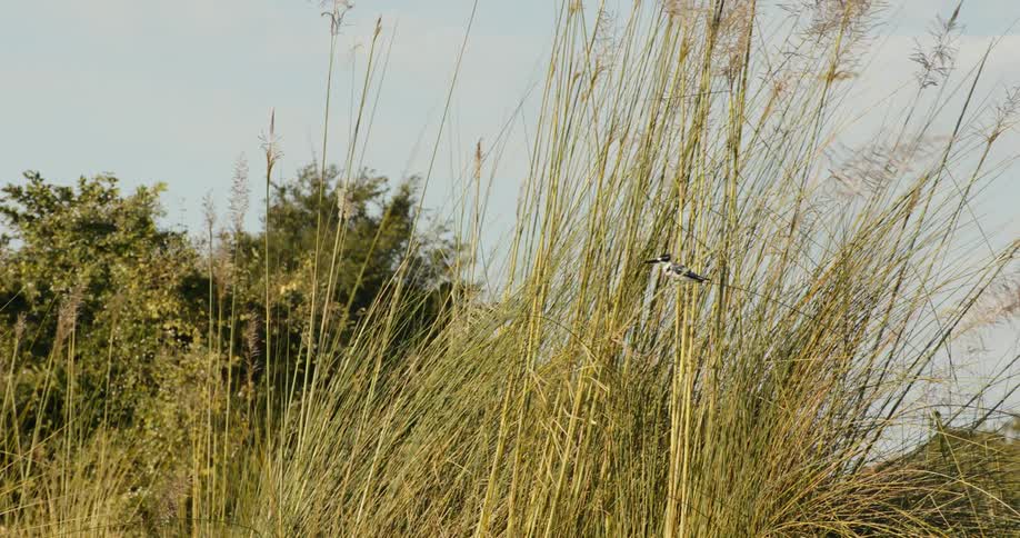 Bird perched on tall swaying grass stalk flies away