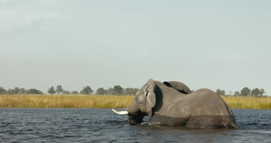An elephant walks in the river on safari on a hot day