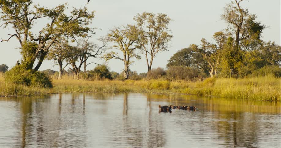 Landscape of a river amidst the jungle