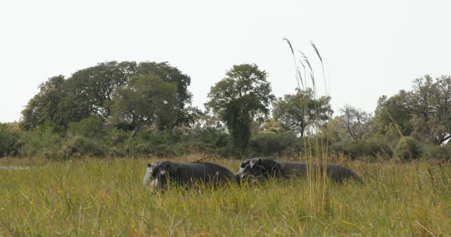 Hippopotamus standing together in a wet grassland during the middle of the day on a safari