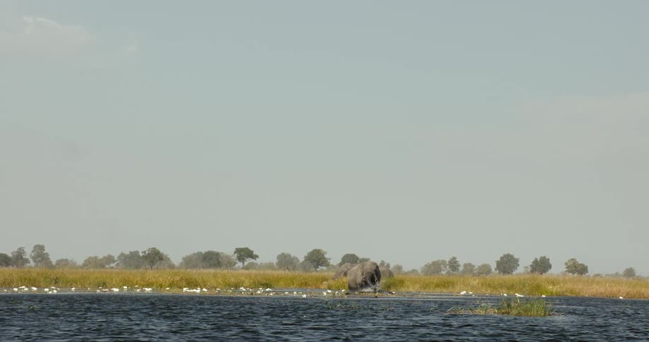 Elephants standing in water on a safari grassland on a bright sunny day