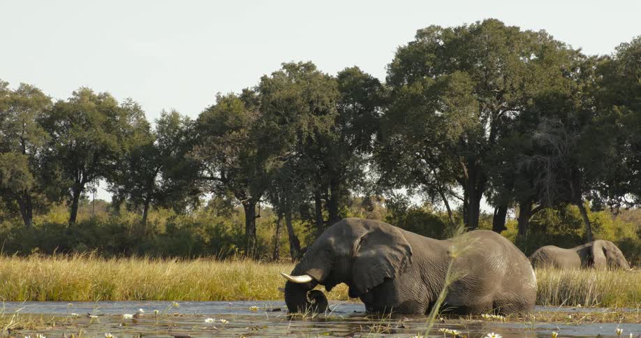 Elephants in the river drinking water and feeding in the jungle