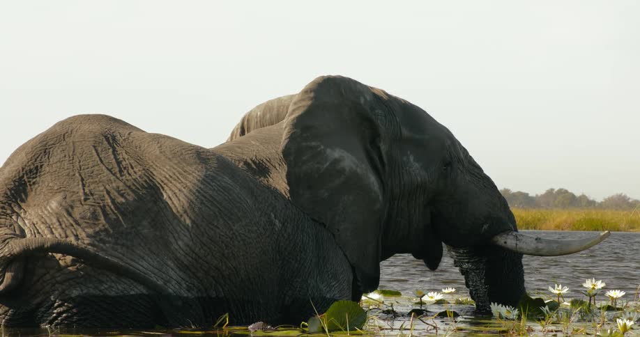 An elephant bathing in the water in the middle of the wild forest