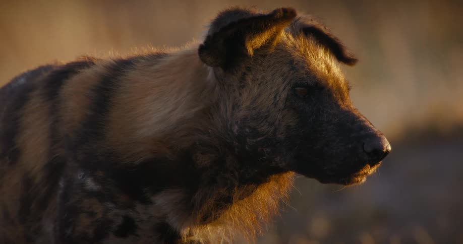 African wild dog looking sad