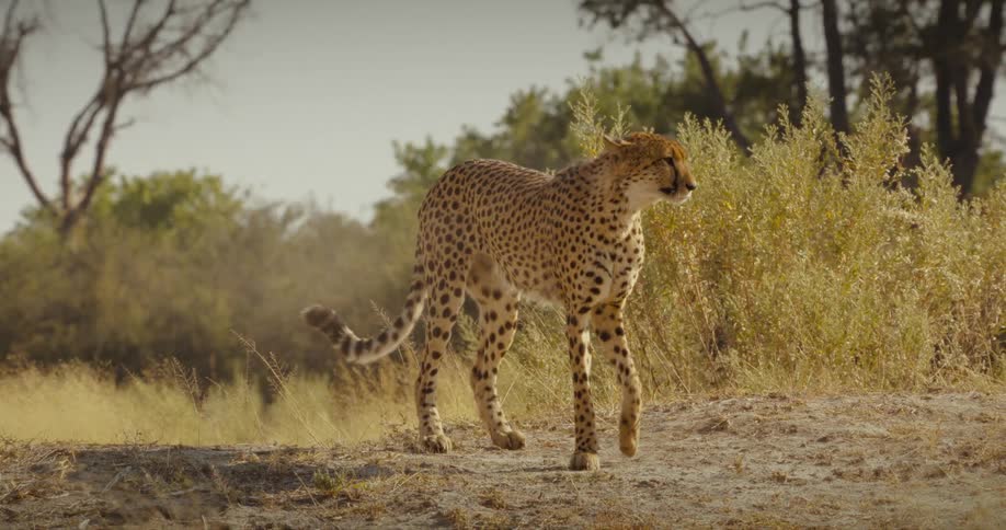 A cheetah moving its back in the middle of the sa