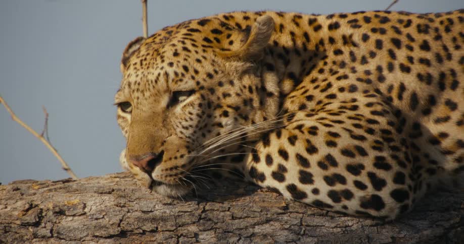 Leopard naps while lying on tree limb