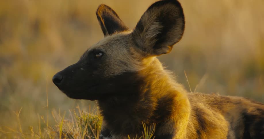 A resting African wild dog lying in the jungle