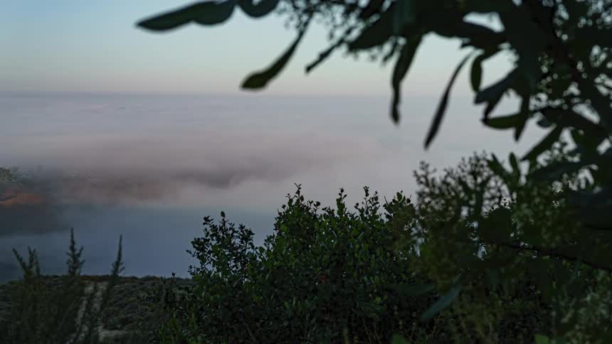 Smokes covering the horizon and a bit windy plants