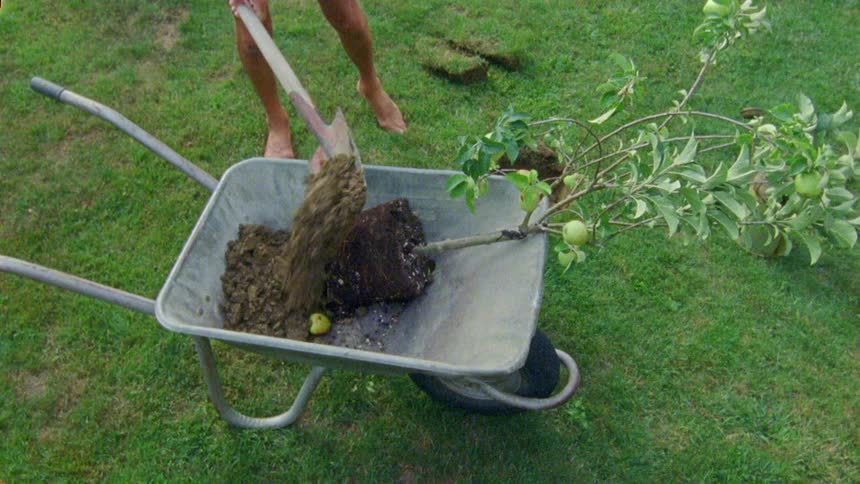 Man with shorts digs a hole to plant a young tree lying in a wheelbarrow