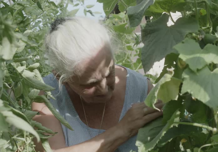 Old lady plucking tomatoes in the garden at midday