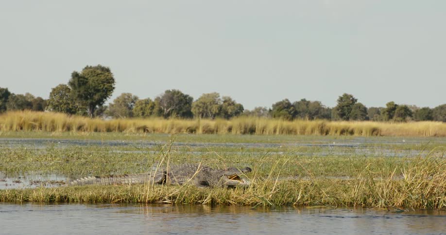 A Nile crocodile lies on a river bank