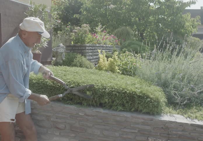 An elderly man wearing a cap is cutting the grass in his yard with a scissors on a sunny day