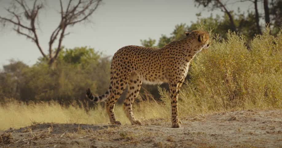 A cheetah stretching in the middle of the savannah