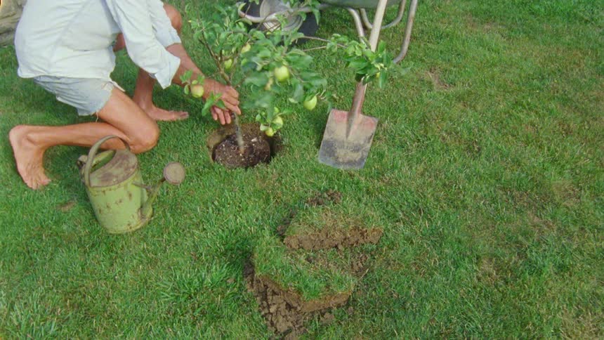A man plants a small apple tree in a yard