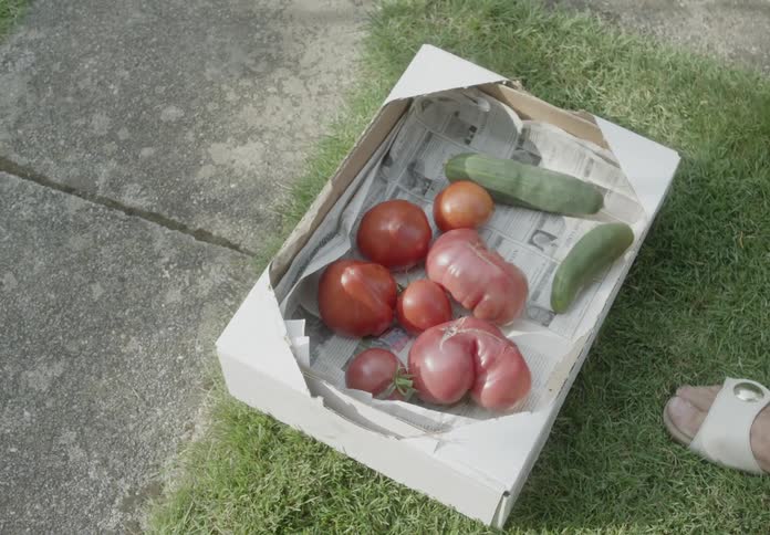 An elderly woman is picking vegetables and putting them in a box